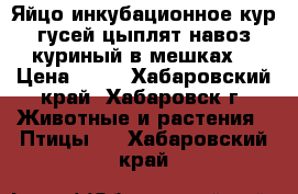 Яйцо инкубационное кур,гусей,цыплят,навоз куриный в мешках. › Цена ­ 60 - Хабаровский край, Хабаровск г. Животные и растения » Птицы   . Хабаровский край